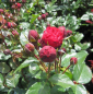 Preview: Hochstammrose Red Leonardo da Vinci 2